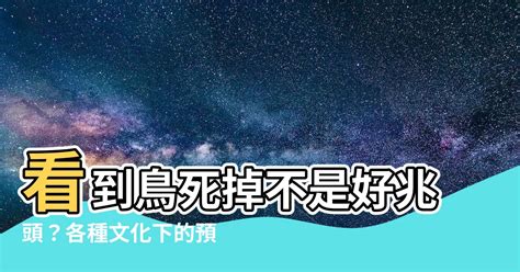 一直看到死掉的鳥|看到死掉的鳥預兆：你知道這背後的含意嗎？【看到死。